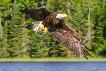 Bald Eagle with Fish