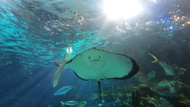 Stingray bottom side swimming in aquarium