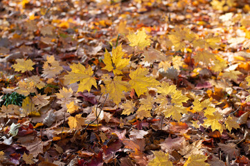 Autumn leaves