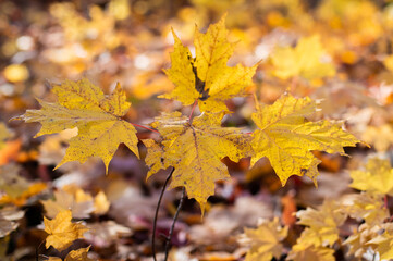 Autumn leaves