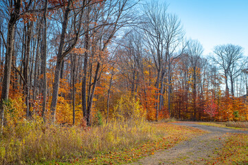 Obraz premium Autumn leaves