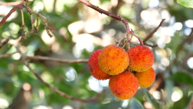 Strawberry tree or shrub ripe and unripe fruits, irish arbutus unedo harvest, cain or cane apple berries. California garden. Green leaves foliage. Mediterranean Europe flora, widespread in Ireland.