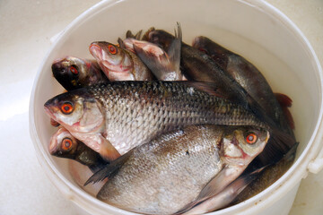 Freshly caught freshwater fish fish in a bucket. Bream in a bucket. Soft focus. Selective focus