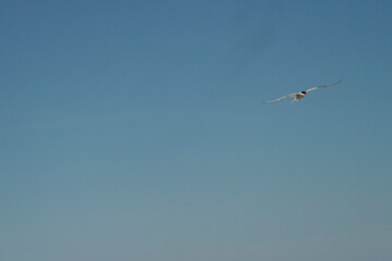 flying terns against the blue sky