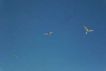 flying terns against the blue sky