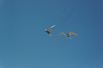 flying terns against the blue sky