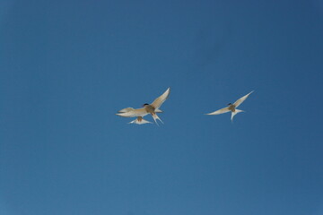 flying terns against the blue sky