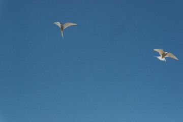 flying terns against the blue sky