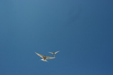 flying terns against the blue sky - obrazy, fototapety, plakaty