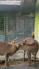 Close-up deer in the woods