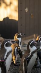 Close up of a penguin with sunlight 