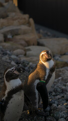 Close up of a penguin with sunlight 