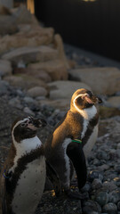 Close up of a penguin with sunlight 