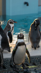 Close up of a penguin with sunlight 
