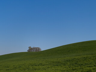 Spring meadow hills with forest
