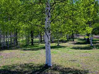 A birch tree that is illuminated by the sun and casts shadows