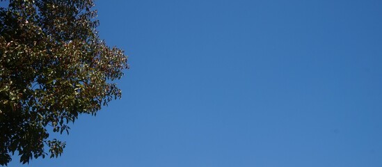 Fototapeta premium Clear blue sky for background