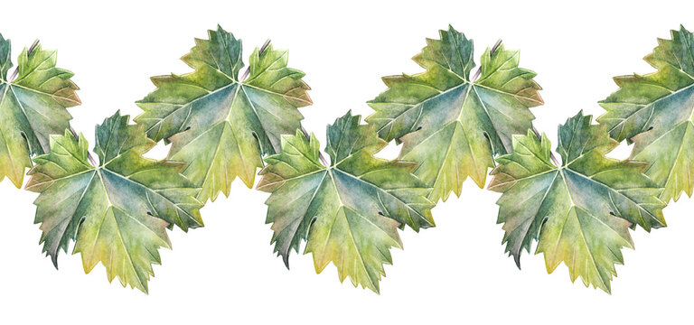 Seamless rim watercolor grape leaves on white background. Hand-drawn green blue foliage for wine sticker or menu cafe. Border for wallpaper wrapping. Grapes leaf for sketchbook or coloring book