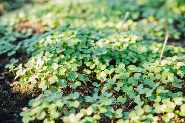 Micro-green foliage background. Close-up of micro green mustard plants in the garden. Vegan and healthy superfood.Spring vitamin deficiency.