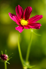 Obraz premium Lovely, Hot Pink, Lone Cosmo