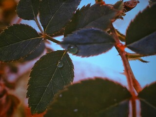 red and green leaves on a branch