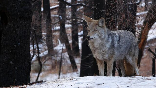 Wild furry wolf, gray coyote or grey coywolf, winter snowy forest, Yosemite national park wildlife, California fauna, USA. Undomesticated predator walking and sniffing, hybrid dog like animal standing