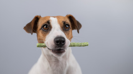 Jack Russell Terrier dog holding a rawhide toothpick in his teeth.