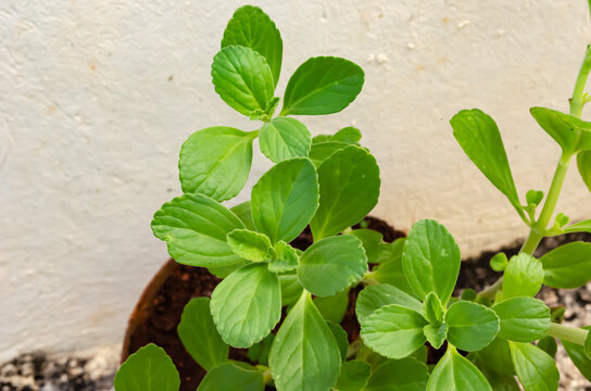 Panadol Plant In A Flower Pot