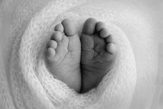 Soft feet of a newborn in a woolen blanket Close-up of toes, heels and feet of a baby.The tiny foot of a newborn. Baby feet covered with isolated background. Black and white studio macro photography.