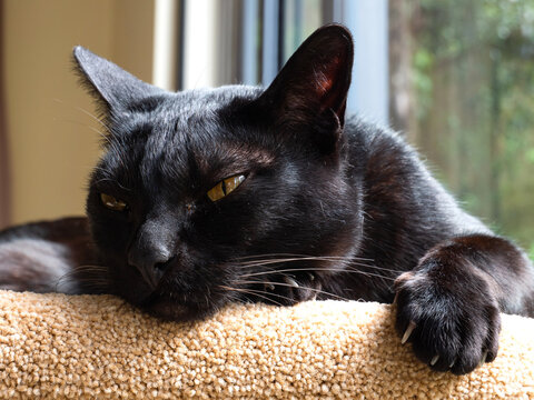 A Mandalay cat is resting
