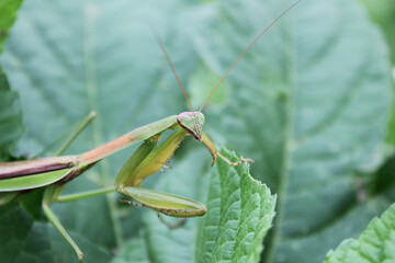 Naklejka premium green praying mantis