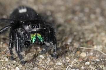 Jumping spider