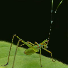grasshopper on a leaf