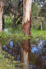 rural landscape with eucalyptus trees and reflection in puddle of water after heavy rain