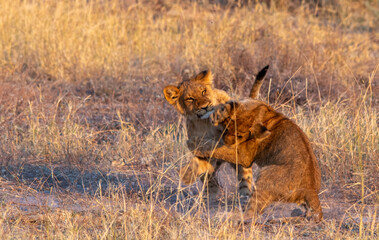 Young lions play fight in the wild