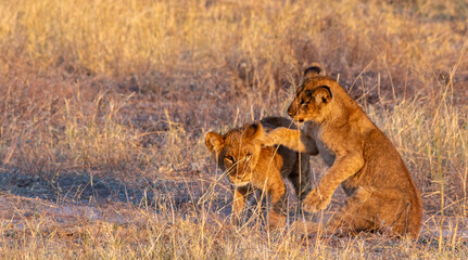 Fototapeta na wymiar Young lions play fight in the wild