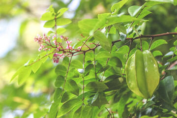 Fruit and Flowers Carambola, also known as star fruit, is the fruit of Averrhoa carambola,