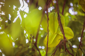 Carambola, also known as star fruit, is the fruit of Averrhoa carambola, a species of tree native...