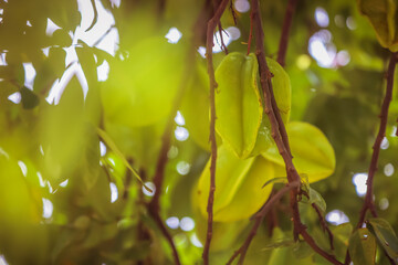Carambola, also known as star fruit, is the fruit of Averrhoa carambola, a species of tree native...