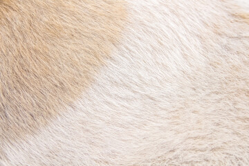 Fur dog texture white light brown background or animal hair bright