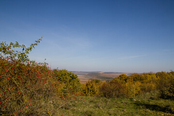 Obraz premium golden autumn in the forest