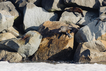 Group of seals sitting on rocks at Narooma 