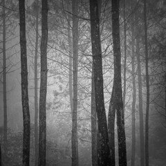 Fototapeta na wymiar fog in the woods