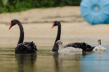 Pair of adult Black Swans with their baby juvenile swans, swimming in at Lakes Entrance, Victoria  