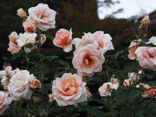 薔薇