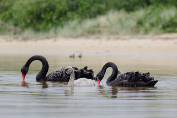 Fototapeta premium Pair of adult Black Swans with their baby juvenile swans, swimming in at Lakes Entrance, Victoria 