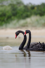 Pair of adult Black Swans with their baby juvenile swans, swimming in at Lakes Entrance, Victoria  