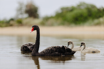 Pair of adult Black Swans with their baby juvenile swans, swimming in at Lakes Entrance, Victoria  