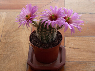 An Echinocereus cactus in a pot with three pink flowers 