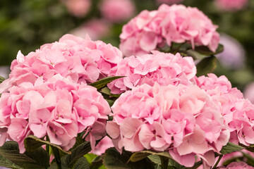 Fototapeta premium In Jeju Island, many hydrangeas bloom in April, and the flowers show their beauty in different colors.